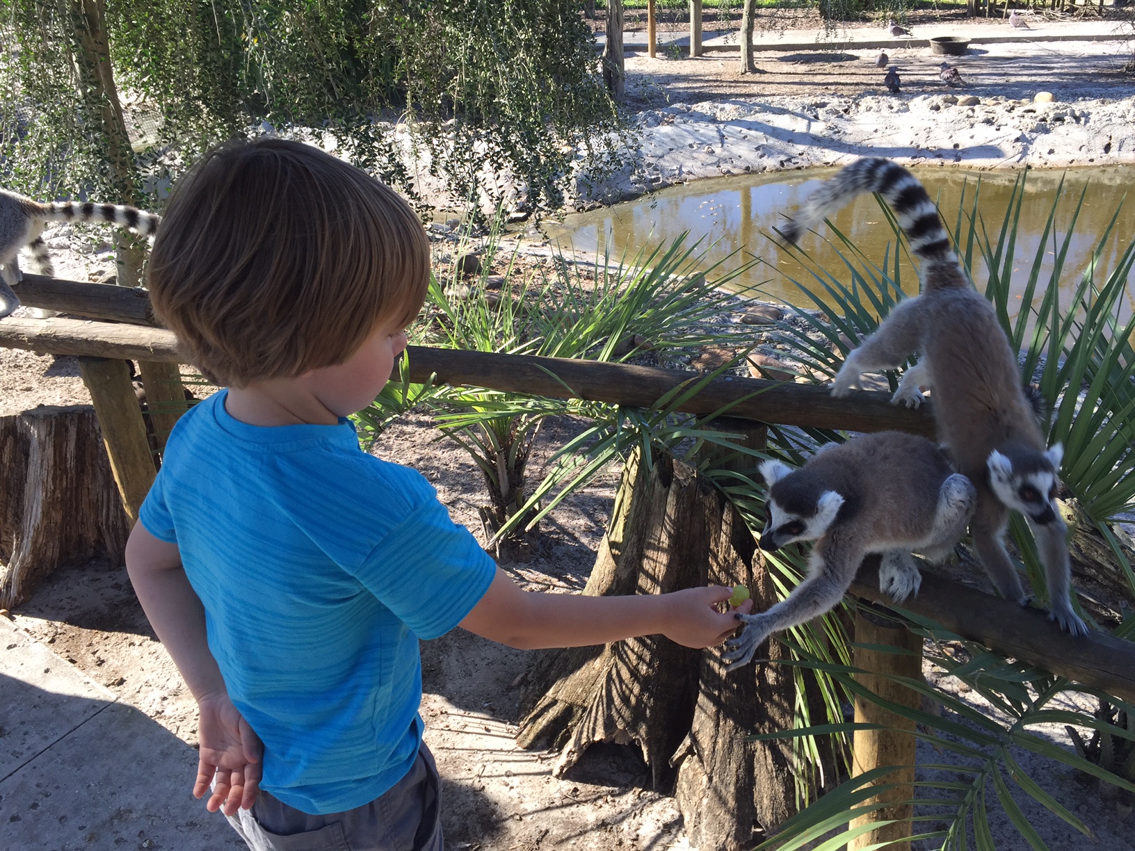 Safari Wilderness Ranch with kids | reasons to take your kids on safrari in Florida