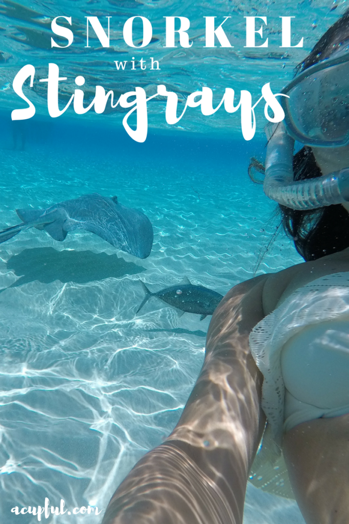 Visit Stingray City Cayman Islands | THings to do in the Grand Cayman | Swim with Stingrays | Mandy Carter travel writer | Acupful.com family travel blog | Caymans attractions | Red Sail Sports tour to Rum Point and Stingray City