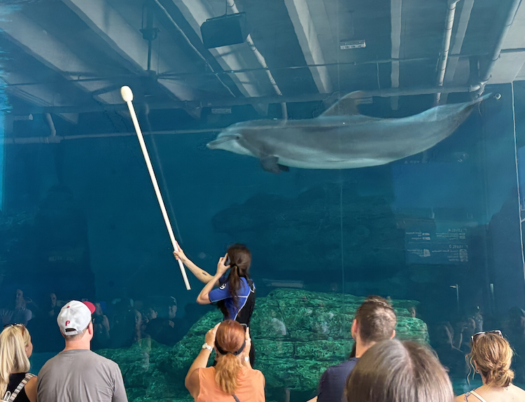 Clearwater Marine Aquarium | Mandy Carter