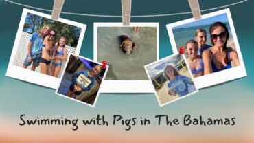 Swimming with Pigs in Freeport Bahamas | margaritaville at sea excursion