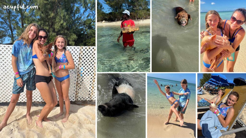 Swimming with Pigs in Freeport Bahamas | margaritaville at sea excursion